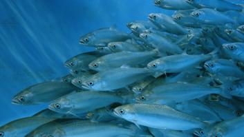 Activan la recompensa de más de un millón de euros para quien encuentre estos 27.000 salmones fugados