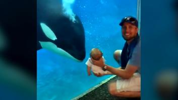 El increíble momento en que una orca ve a un bebé por primera vez