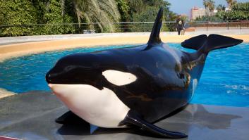 La orca más famosa de España rescatada en el norte de Europa se queda embarazada en cautividad