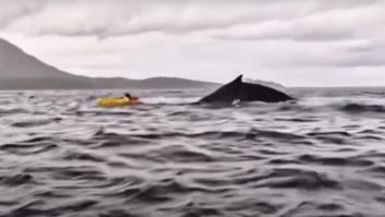 Pudo imaginarlo Julio Verne, pero es real: graba como una ballena engulle y escupe a su hijo