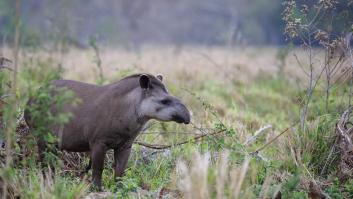 El mayor mamífero continental reaparece un siglo después de esfumarse y los científicos lo califican de hecho histórico