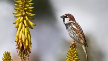 El pequeño ave de 15 centímetros se muda al norte de España y los científicos hablan ya de una rápida expansión