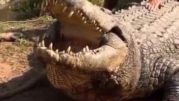 La razón por la que los cocodrilos comen piedras