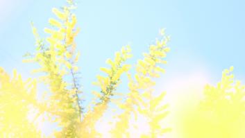 Alertan del florecimiento en febrero del temido árbol invasor que se ha colado en España y engaña con su belleza