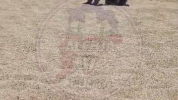 El llanto de un perro tras ser abandonado en la playa que pone la piel de gallina