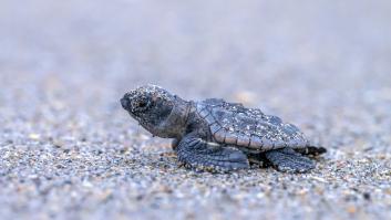 Se descubre un extraño poder en las tortugas debido al campo magnético de la Tierra