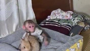 La inesperada relación fraternal entre un mono y un conejo