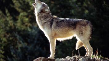 Una manada de lobos invade una pequeña isla y el giro inesperado posterior no se lo ven venir ni los científicos