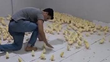 Esto es lo que sucede cuando decides comportarte como una madre de pollitos