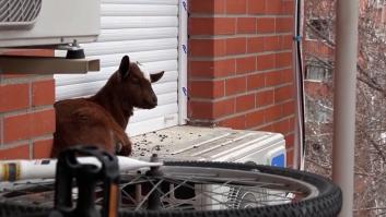 Los bomberos rescatan a una cabra atrapada en la terraza un quinto piso en Madrid