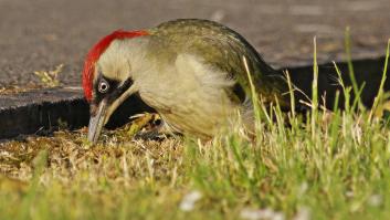 Enfocan con una lámpara a varias aves y los científicos quedan asombrados ante la reacción al modo 'linterna' de la naturaleza