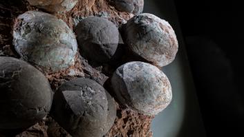 Arrancan las especulaciones tras hallar un embrión de dinosaurio de 70 millones de años en un huevo fosilizado en perfecto estado