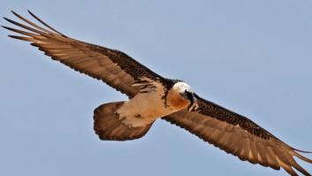 Así es el quebrantahuesos, la feroz ave que se alimenta de los huesos de sus presas