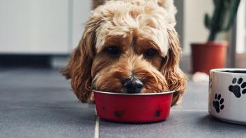 Una experta en nutrición canina lanza una advertencia a los que quieren que sus perros sean veganos
