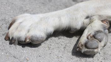 Muere un bebé de 11 meses atacado por el mastín de la familia en Fonollosa (Barcelona)