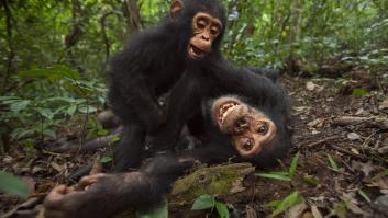 Dejan a un grupo de chimpancés a sus anchas y desarrollan un sentido de la moda que desconcierta a expertos