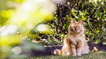 El fuerte olor que tienes que poner en tu jardín para ahuyentar a los gatos callejeros