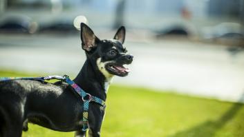 Los dueños de un perro acuden desesperados al veterinario por el raro comportamiento de su mascota y la experta sale al rescate: “Jincho va fumado"