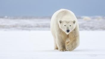Los científicos atan cámaras a los osos polares y se topan con la gran transformación