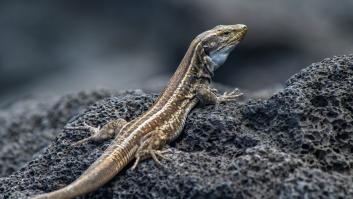 El animal que se refugia en casas confortables y es un aliado para el control natural de plagas