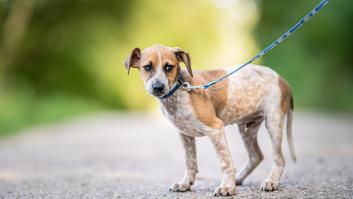 La Policía Nacional emite un comunicado urgente por lo que viene en próximos días con la plaga mortal para perros