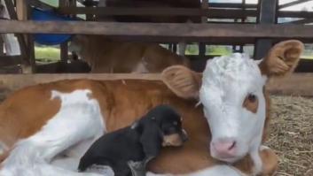 La encantadora relación entre un cachorro de perro y una vaca recién nacida