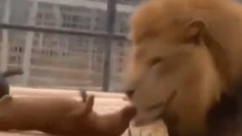 La peculiar amistad de un león y unos perros salchicha enamora a internet