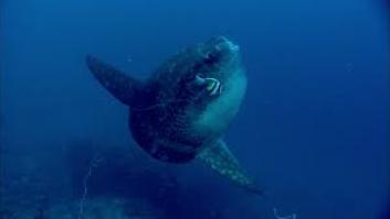 El animal de más de 2.000 kilos con cerebro diminuto: solo representa el 0,02% del total de su peso