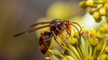 Una especia invasora se cuela en un pedido de cerámica china en 2004 y años después se convierte en la plaga mortal de todas las abejas del país