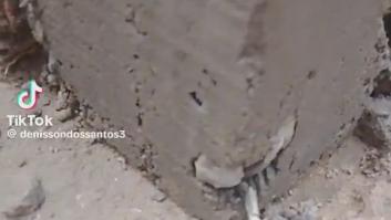 Un cangrejo queda atrapado en el cemento de una obra: rescate in extremis