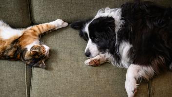 Un español enseña cómo es la comida que comen los perros y los gatos en Suiza