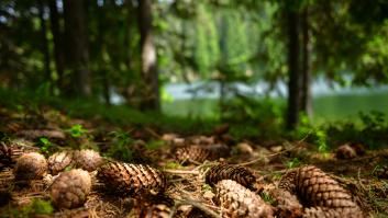 Esta es la multa que te pueden poner por coger piñas en el bosque o en un parque