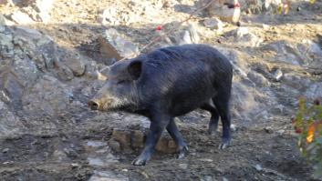 La puntería pone contra las cuerdas a los cazadores con arco de la plaga española