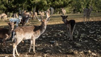 Después de los conejos y ardillas con 'cuernos' y 'tentáculos', avistan ciervos con extrañas ampollas en su cuerpo