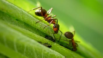 El hallazgo de un niño de 8 años pone patas arriba 100 años de investigación sobre insectos y plantas