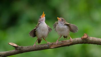 Las especies de aves que cantan más en primavera para buscar pareja