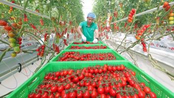 China convierte la Albufera de Valencia en su propio huerto y saca del juego al tomate