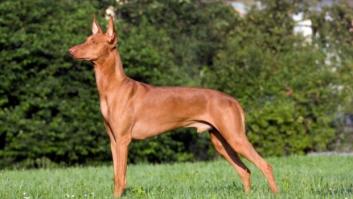 Esta es la esperanza de vida del podenco andaluz, el sabueso originario de España