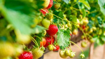 Sólo una cucharada en marzo hará que tengas tu jardín lleno de fresas