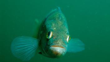 Fin al misterio de los peces que se ven en España que "nadan" cuando cambia la luz