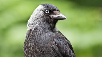 El único animal con la misma inteligencia de un niño de 7 años elige España para anidar