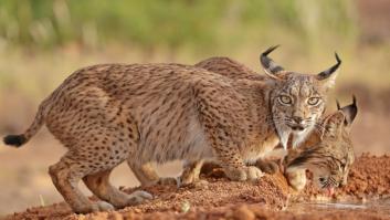 Paso decisivo del lince ibérico al introducirlo en dos zonas jamás visto