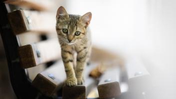 La ciencia da esperanza a los que han perdido a su gato: esta característica puede hacerles volver a casa años después de su pérdida