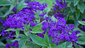 Estos jardines botánicos de España que te dejarán con la boca abierta