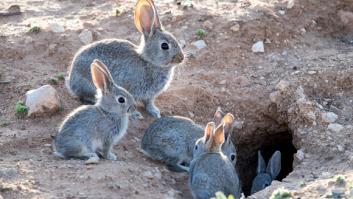 Las escopetas resuenan ante la plaga desbocada: "Es incontrolable, hemos matado 4.400 animales"
