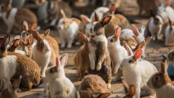 El gran emperador que vivió una histórica derrota frente a un ejército de conejo