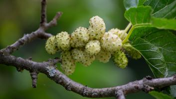 El 'oro blanco' presente en casi toda España que frena el antojo de dulces y planta cara al colesterol