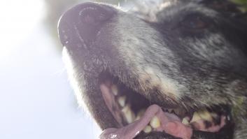 Emociona saber por qué este perro desarrolló una 'cojera falsa': una muestra de empatía sin igual