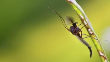 Una plaga de insectos voladores invade Italia y miran con temor lo que ya ha pasado en España