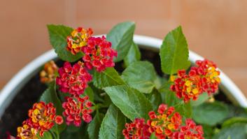 La planta poco conocida que florece durante todo el año: se adapta a todas las casas y vence a la sequía